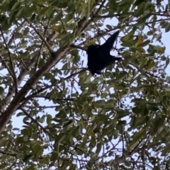 Pteropus sp. (genus) at Burleigh Heads, QLD - 15 Jun 2024