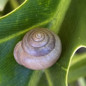 Bradybaena similaris at Bilinga, QLD - 16 Jun 2024 11:36 AM