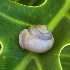 Bradybaena similaris at Bilinga, QLD - 16 Jun 2024 11:36 AM
