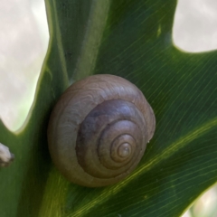 Bradybaena similaris at Bilinga, QLD - 16 Jun 2024 11:36 AM