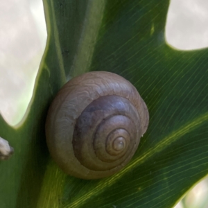 Bradybaena similaris at Bilinga, QLD - 16 Jun 2024 11:36 AM