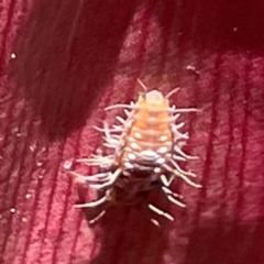 Coccinellidae (family) at Bilinga, QLD - 16 Jun 2024 11:40 AM