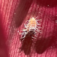 Coccinellidae (family) at Bilinga, QLD - 16 Jun 2024 11:40 AM
