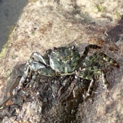 Leptograpsus variegatus at Coolangatta, QLD - 14 Jun 2024 by Hejor1