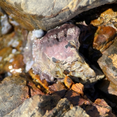 Saccostrea glomerata at Coolangatta, QLD - 15 Jun 2024 by Hejor1