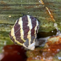 Austrocochlea porcata at Coolangatta, QLD - 15 Jun 2024 by Hejor1