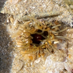 Oulactis muscosa at Coolangatta, QLD - 14 Jun 2024 by Hejor1