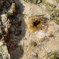 Unverified at suppressed - suppressed