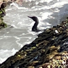 Phalacrocorax sulcirostris (Little Black Cormorant) at Coolangatta, QLD - 14 Jun 2024 by Hejor1