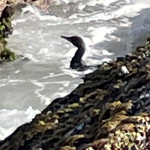 Phalacrocorax sulcirostris at Coolangatta, QLD - 15 Jun 2024