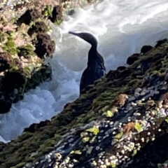 Phalacrocorax sulcirostris at Coolangatta, QLD - 15 Jun 2024