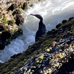 Phalacrocorax sulcirostris at Coolangatta, QLD - 15 Jun 2024