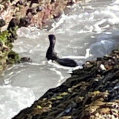 Phalacrocorax sulcirostris at Coolangatta, QLD - 15 Jun 2024