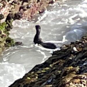 Phalacrocorax sulcirostris at Coolangatta, QLD - 15 Jun 2024