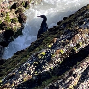 Phalacrocorax sulcirostris at Coolangatta, QLD - 15 Jun 2024