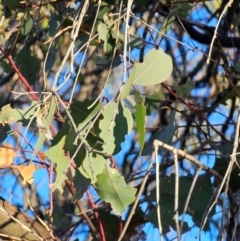 Eucalyptus blakelyi at Mount Majura - 16 Jun 2024