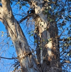 Eucalyptus blakelyi at Mount Majura - 16 Jun 2024