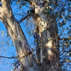 Eucalyptus blakelyi at Mount Majura - 16 Jun 2024