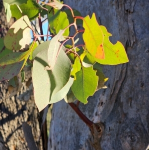 Eucalyptus blakelyi at Mount Majura - 16 Jun 2024