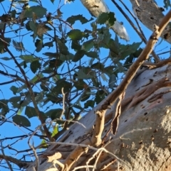 Eucalyptus blakelyi at Mount Majura - 16 Jun 2024