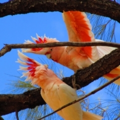 Lophochroa leadbeateri mollis (Pink Cockatoo) at Angas Downs IPA - 11 Aug 2015 by MB