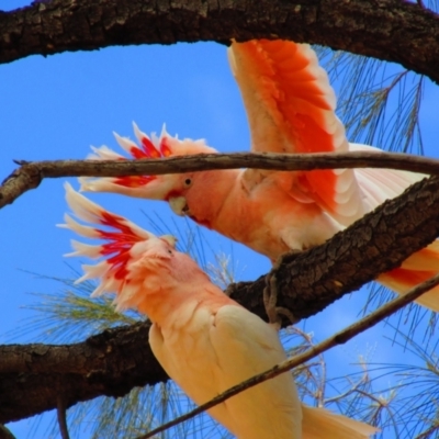 Lophochroa leadbeateri (Pink Cockatoo) at Angas Downs IPA - 11 Aug 2015 by MB