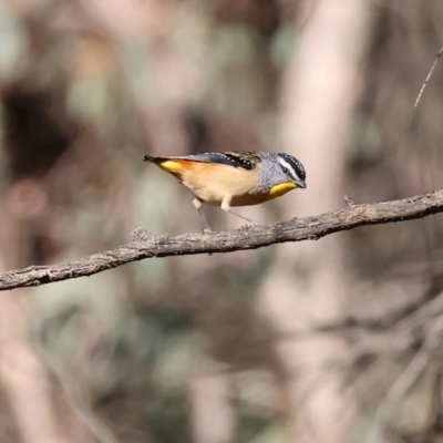 Pardalotus punctatus (Spotted Pardalote) at Woomargama National Park - 16 Jun 2024 by KylieWaldon