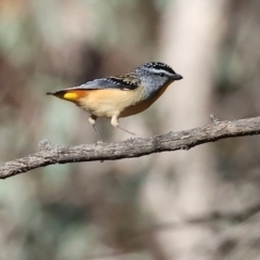 Pardalotus punctatus at Woomargama National Park - 16 Jun 2024 12:27 PM