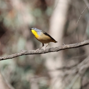 Pardalotus punctatus at Woomargama National Park - 16 Jun 2024 12:27 PM