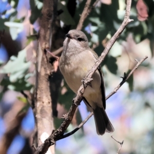 Pachycephala pectoralis at Woomargama National Park - 16 Jun 2024