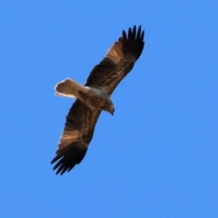 Haliastur sphenurus (Whistling Kite) at Talmalmo, NSW - 16 Jun 2024 by KylieWaldon