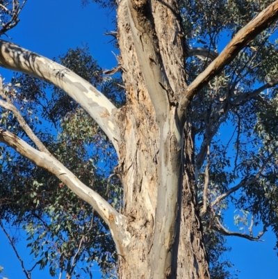 Eucalyptus melliodora (Yellow Box) at Watson, ACT - 16 Jun 2024 by EcolCara37