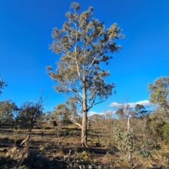 Eucalyptus melliodora at Mount Majura - 16 Jun 2024 03:32 PM