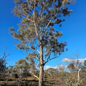 Eucalyptus melliodora at Mount Majura - 16 Jun 2024