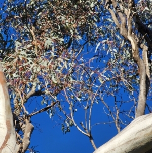 Eucalyptus melliodora at Mount Majura - 16 Jun 2024