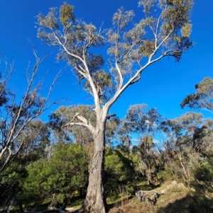 Eucalyptus melliodora at Mount Majura - 16 Jun 2024