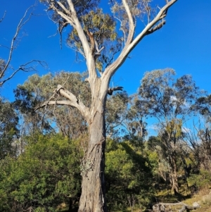 Eucalyptus melliodora at Mount Majura - 16 Jun 2024 03:18 PM