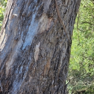 Eucalyptus melliodora at Mount Majura - 16 Jun 2024 03:18 PM