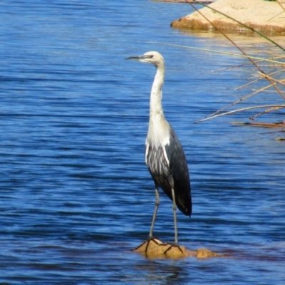 Ardea pacifica (White-necked Heron) at Tjoritja / West MacDonnell National Park - 14 Aug 2015 by MB