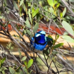 Malurus splendens (Splendid Fairywren) at Flynn, NT - 14 Aug 2015 by MB