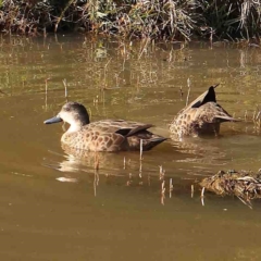 Anas gracilis (Grey Teal) at CCG050: Double Dam  - 9 Jun 2024 by ConBoekel