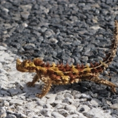 Moloch horridus (Thorny Devil) at Uluru-Kata Tjuta - 29 Jul 2010 by MB