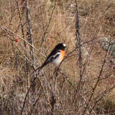 Petroica boodang (Scarlet Robin) at Ginninderry Conservation Corridor - 9 Jun 2024 by ConBoekel