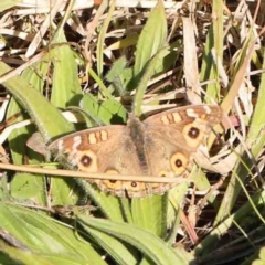 Junonia villida (Meadow Argus) at Yarralumla, ACT - 10 Jun 2024 by ConBoekel