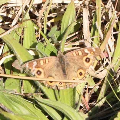 Junonia villida (Meadow Argus) at National Arboretum Forests - 10 Jun 2024 by ConBoekel