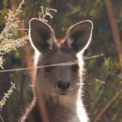 Macropus giganteus (Eastern Grey Kangaroo) at Black Mountain NR (BMS) - 16 Jun 2024 by ConBoekel