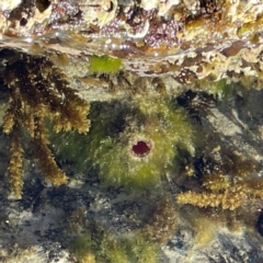 Pyura sp. at Coolangatta, QLD - 15 Jun 2024 by Hejor1