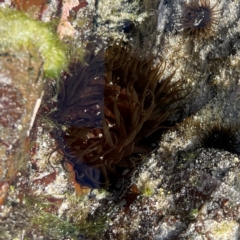 Actinia tenebrosa at Coolangatta, QLD - 15 Jun 2024 by Hejor1