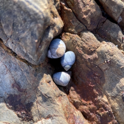 Austrolittorina unifasciata at Coolangatta, QLD - 15 Jun 2024 by Hejor1