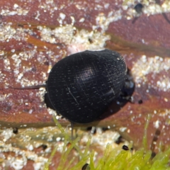 Nerita melanotragus at Coolangatta, QLD - 14 Jun 2024 by Hejor1